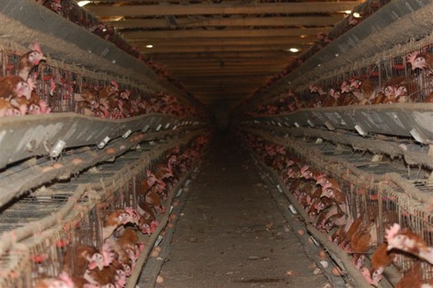 Chickens food inhumane Peta vegetarian meet meat Alex baldwin chickens turkeys cattle pigs death animal cruelty food
