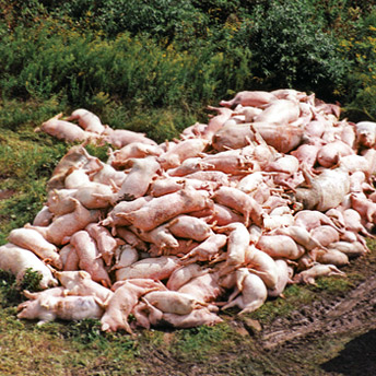 Peta vegetarian meet meat Alex baldwin pigs death animal cruelty food