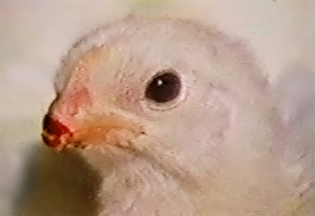 Peta vegetarian meet meat Alex baldwin chicken debeaked beak seared off death animal cruelty food